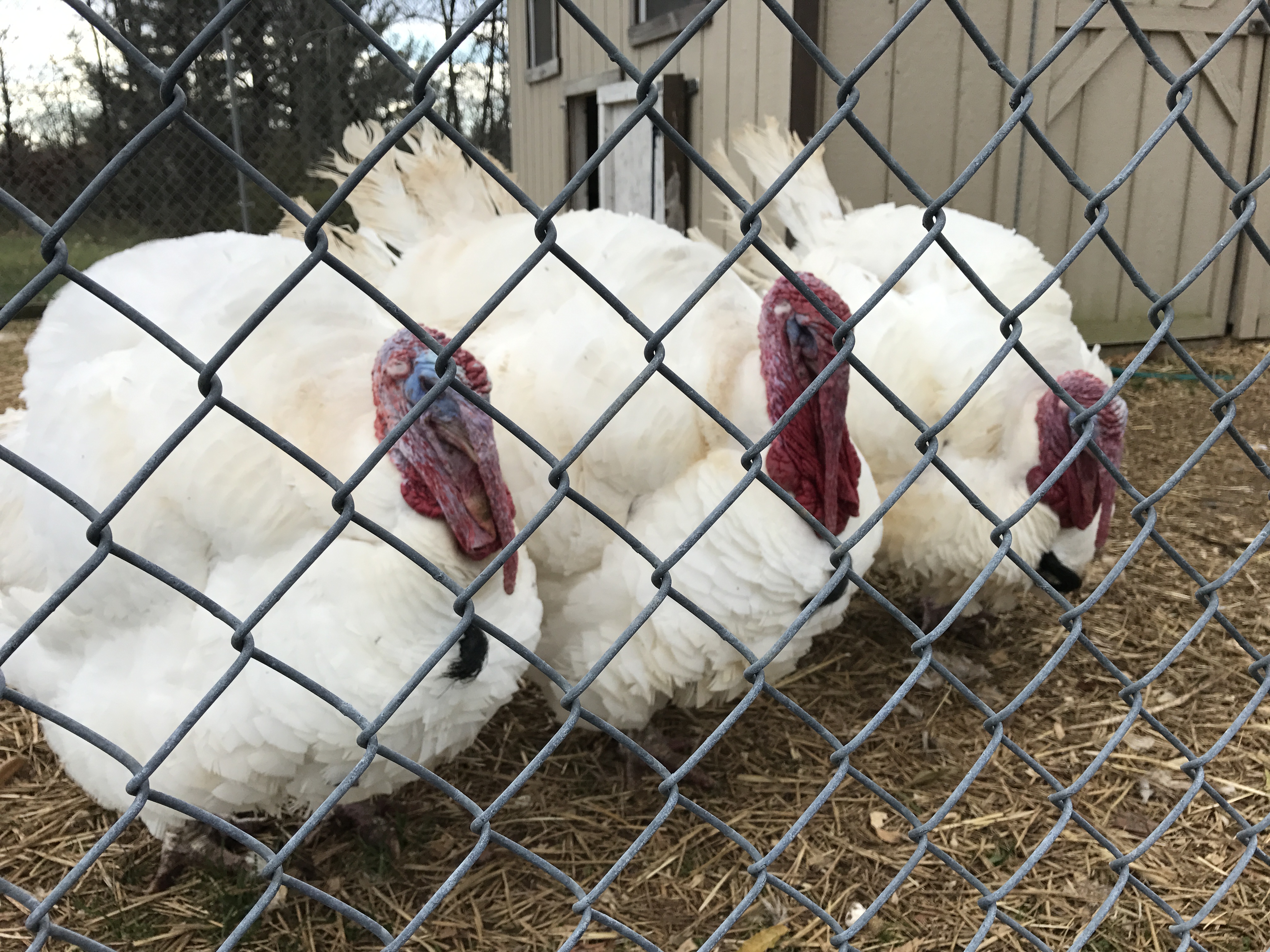 VERIFY PART TWO Is tossing turkeys out of airplanes animal cruelty